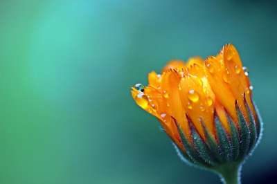 万寿菊 花 露滴 水滴 盆栽万寿菊 花瓣 橙花 橙色花瓣 盛开