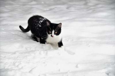 猫 小猫 猫科动物 冬天 雪 在雪地里 黑和白 毛皮 俏皮的
