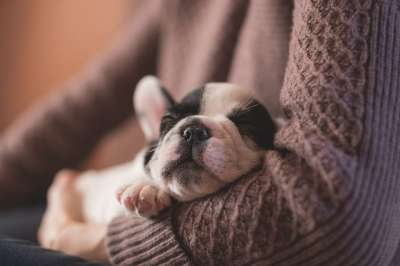 小狗 睡眠 宠物 所有者 可爱的 动物 犬类 狗 睡觉