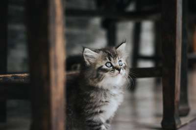 猫 宠物 小猫 可爱的 猫 猫 猫 猫 猫 宠物 小猫