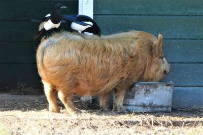 Kunekune 喜鹊 啄 昆虫 猪 动物园 长头发 哺乳动物