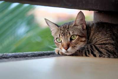 猫 宠物 猫科动物 动物 毛皮 基蒂 国内的 国内的猫 猫画像
