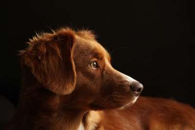 狗 宠物 猎犬 纯种 犬类 动物 品种 哺乳动物