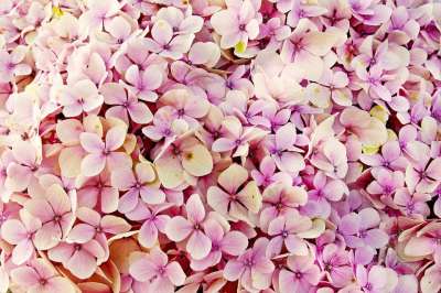 绣球花 花朵 粉色绣球花 花瓣 粉红色的花瓣 盛开 开花 植物群