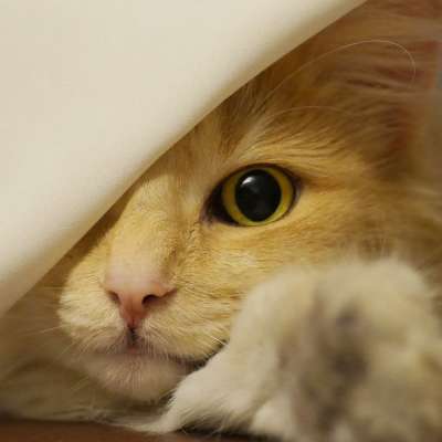 挪威森林猫 猫 琥珀色 脸 猫眼 家畜 可爱的 神奇的老虎蜜蜂
