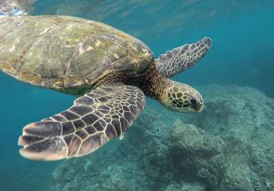 动物 龟 珊瑚礁 海洋 海 游泳 乌龟 水下 水 野生动物