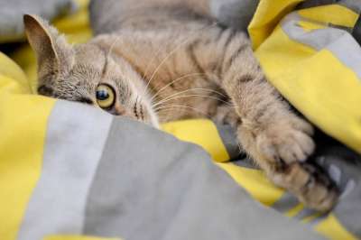 猫 家猫 看 猫的眼睛 大花猫 动物