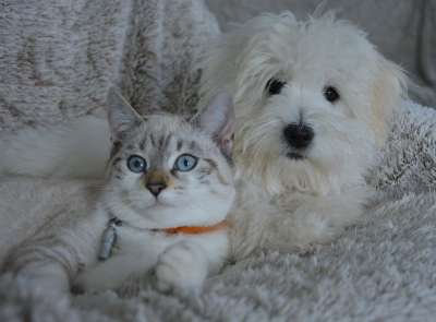狗 猫 动物 狗猫 家畜 宠物 白毛 可爱的 同谋 小狗