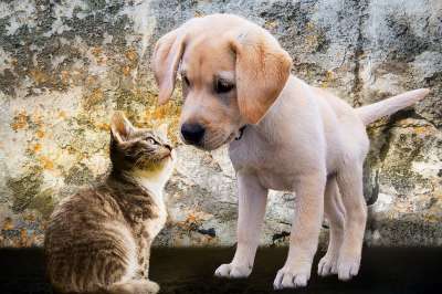 动物 狗 猫 小狗 年轻 俏皮的 好奇心 玩 爱 狗小狗