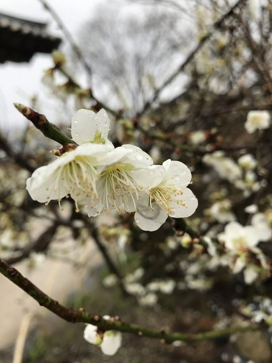 春 春天 梨花 赏花 春游 踏青 背景 花草 花朵 花瓣