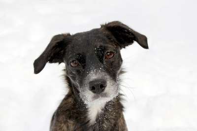 狗 肖像 黑色的 雪 脸 可爱的 有趣的 甜的 毛茸茸的 猎犬