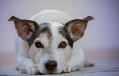 狗 宠物 动物 家犬 犬类 哺乳动物 可爱的 甜的 说谎 肖像