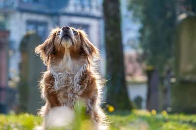 狗 注意力 混种狗 家犬 宠物 毛茸茸的 毛茸茸的狗 年轻 动物