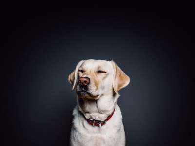 狗 宠物 犬类 动物 毛皮 鼻子 哺乳动物 狗肖像 家犬