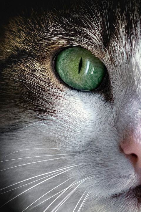 猫 宿醉 毛皮
