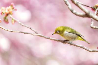 眼睛 鸟 分支 坐 动物 白眼 日本带状线虫 野生动物 下