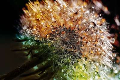 花 蒲公英 露 露珠 野花 种子 开花 蒲公英开花植物 植物