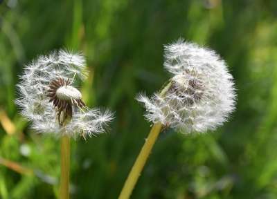 白鹭的Pisenlit 种子在风中飞行 蒲公英花 自然 野花 花草地