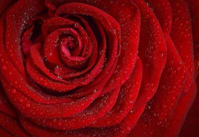 玫瑰 花 露 露滴 飞沫 花瓣 红花 红玫瑰 盛开 开花