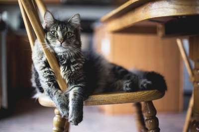 动物 猫 猫科动物 哺乳动物 宠物 物种 动物群 毛皮 胡须