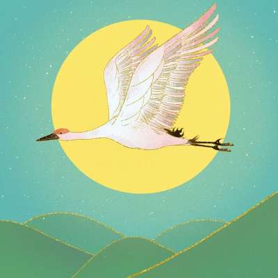 起重机 飞行 月亮 天空 夜晚 鸟 翅膀 动物 野生动物 羽毛