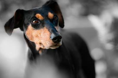 狗 短毛猎犬 肖像 狗品种 狗肖像 宠物 动物 动物世界 狗头