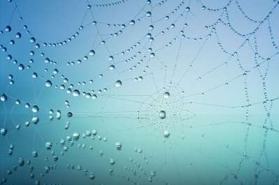高清壁纸 蜘蛛网 露滴 雨滴 蛛网 水滴 特写 背景 墙纸
