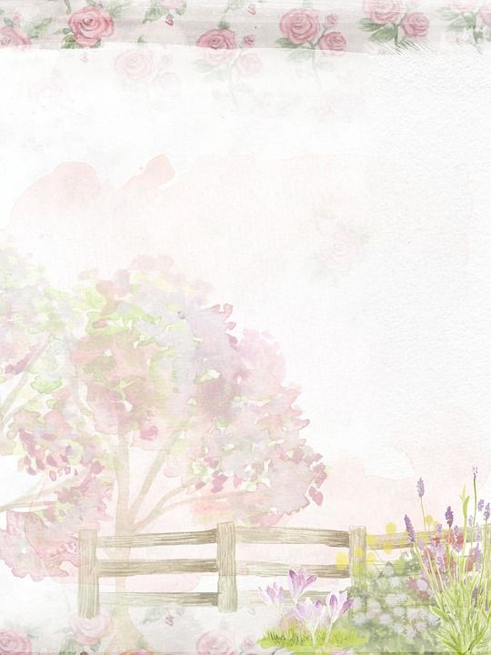 柔软的 粉色的 玫瑰 背景 栅栏 灌木 树 浪漫的 花盆 花朵