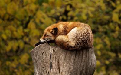 狐狸 睡眠 休息 放松 红色的 动物 荒野 野生动物 自然