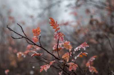 露 水滴 湿 植物 分支 杂志 鲁斯卡 秋天 特写 露 露