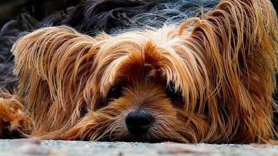 狗 约克夏犬 那只懒狗 肖像