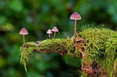 蘑菇 苔藓 野生蘑菇 孢子 海绵 菌类 子实体 蘑菇盘 真菌种类