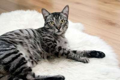 猫 宠物 动物 虎斑猫 国内的猫 猫科动物 哺乳动物 可爱的