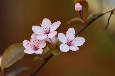 观赏梅 梅花 花瓣 粉红色的花朵 花枝 春天 植物学 开花 梅花