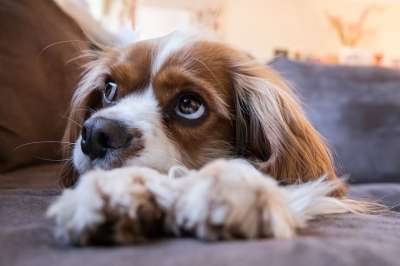 狗 小狗 宠物 动物 可爱的 犬类 看着 在沙发上 狗 狗
