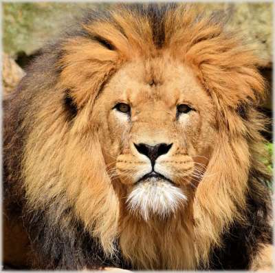 狮子 母狮 野生动物 猎人 动物 动物园 Artis 阿姆斯特丹