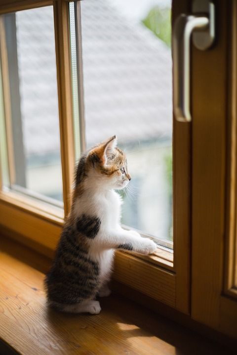 年轻 男孩 猫 窗户 伤心 划痕 木窗 窗户 窗户 窗户