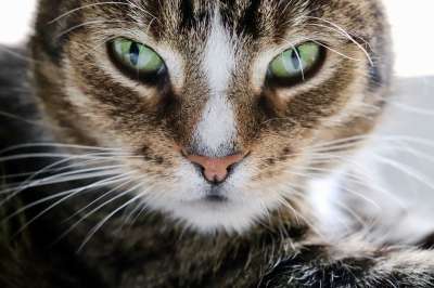 猫眼 欧洲短毛 猫 宿醉 晶须 鲭鱼 Katzenkopf 猫脸