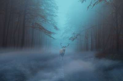 森林 幻想 鹿 神秘 夜 雾 鹿 鹿 鹿 鹿 鹿