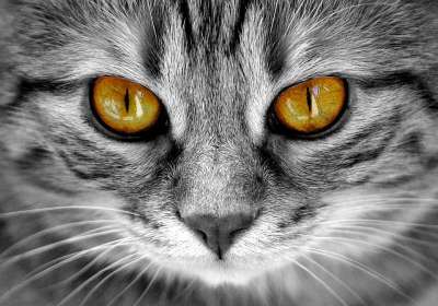 猫 眼睛 猫眼 脸 老虎 鲭鱼 红猫 甜 小猫 家猫 细心
