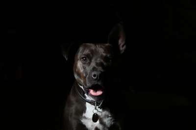 狗 黑色的 犬类 动物 宠物 黑暗的 肖像 黑狗 狗肖像