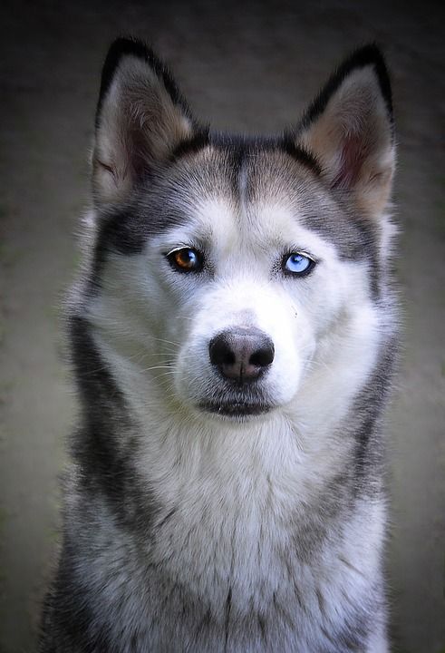 沙哑 狗 西伯利亚雪橇犬 雪橇狗 动物 毛皮 雪狗 鼻子 脸