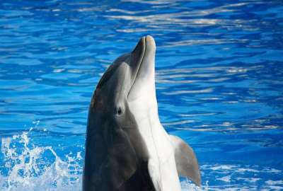 宽吻海豚 海洋哺乳动物 鱼 海洋 海 瓶鼻 海豚 野生动物