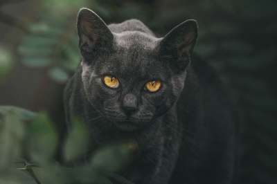 猫 眼睛 动物 宠物 肖像 脸 黑色的 彪马 头 猫科动物