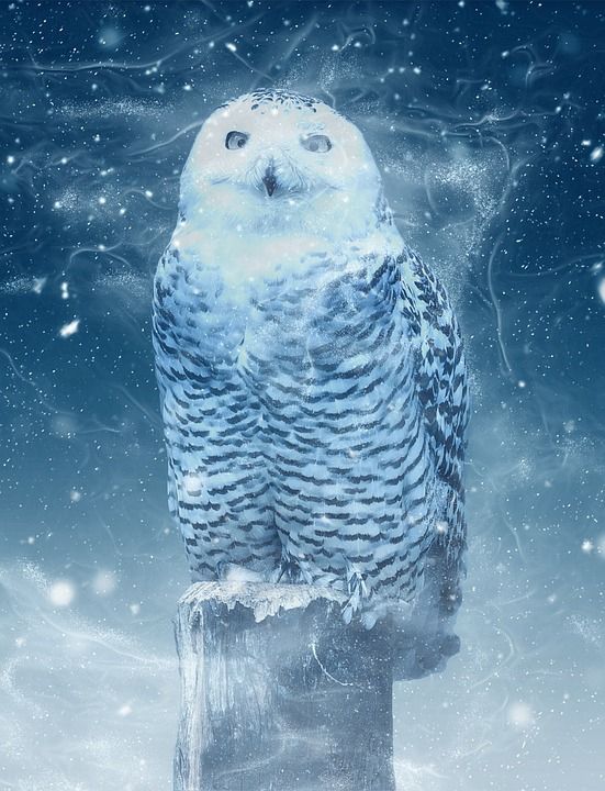 雪鸮 猫头鹰 谷仓猫头鹰 眼睛 鸟 羽毛 动物 夜 森林 猛禽