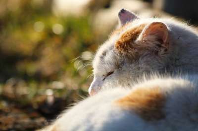 猫 动物 睡眠 睡着了 睡觉 公猫 国内的猫 猫科动物 哺乳动物