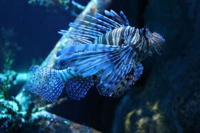 鱼 狮子 海 水下 坦克 水族馆