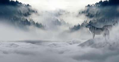 狼 森林 寒冷的 孤独 雪狼 针叶树 针叶 针叶林 多雾路段