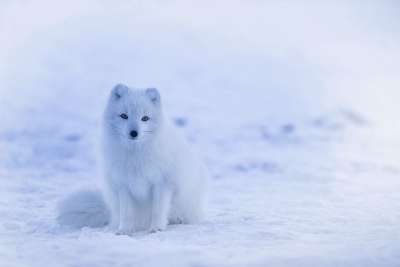 冰岛 北极狐 狐狸 白色的 白狐 犬类 野生动物 荒野 动物世界
