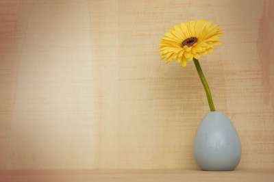 非洲菊花 装饰 植物群 花 静物 春天 季节 开花 黄色 花瓶
